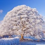 winter_season_8-wallpaper-800x600